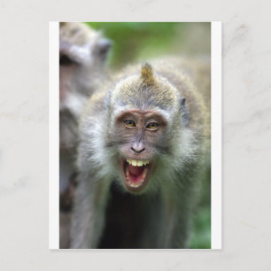 Postal Mono macaco