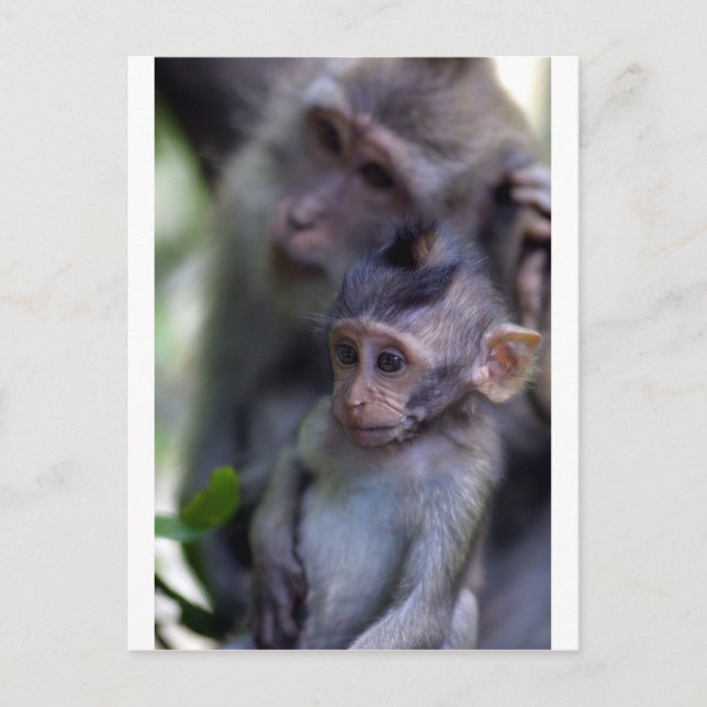 Postal Mono macaco bebé lindo (Anverso)