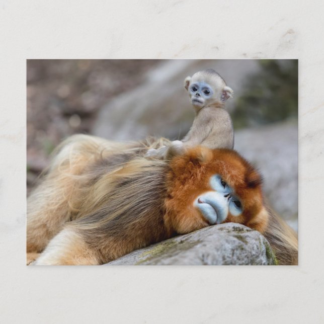 Postal Mono Nariz Chata Dorado Padre con Bebe (Anverso)