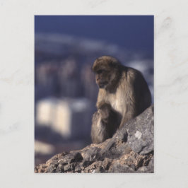 Postal Mono pensivo en Gibraltar