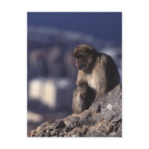 Mono pensivo en Gibraltar