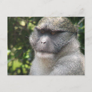 Postal Mono See, Monkey Do Postcard