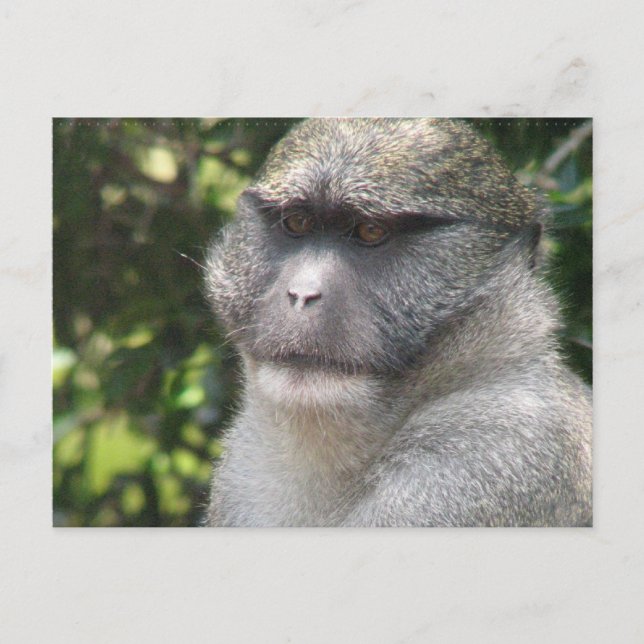 Postal Mono See, Monkey Do Postcard (Anverso)