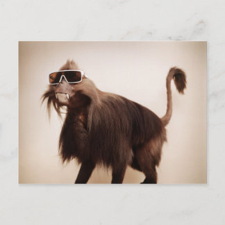 Postal mono soleado