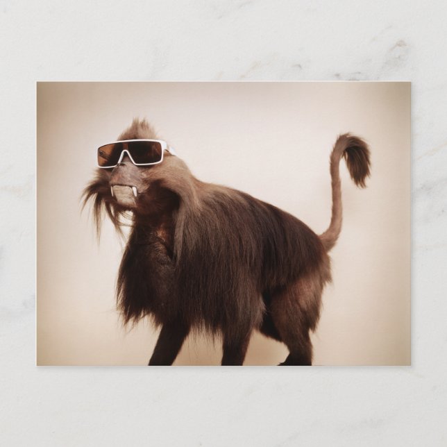 Postal mono soleado (Anverso)