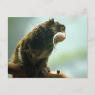 Postal Mono Tamarin