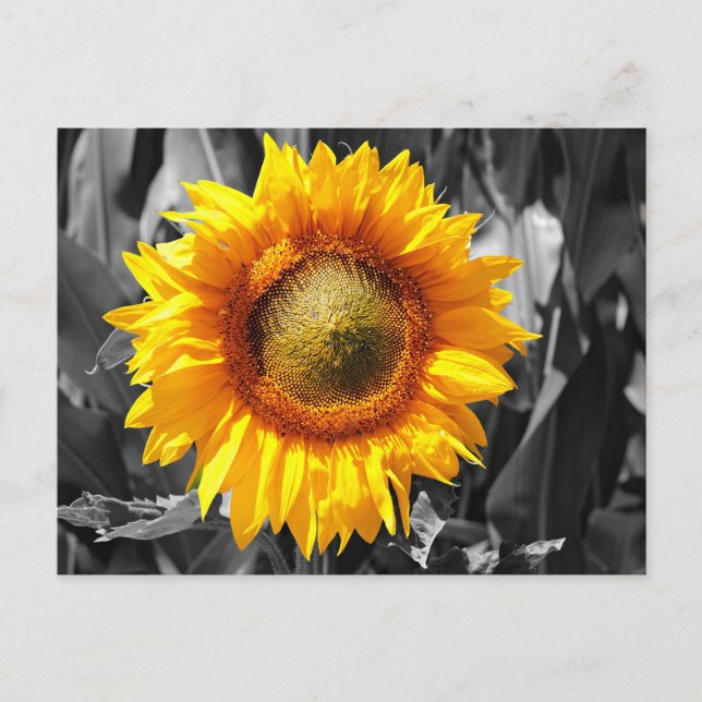 Postal Monocromo blanco negro giratorio amarillo (Anverso)