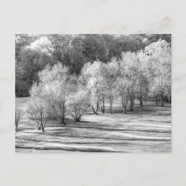 Postal Monocromo de la escarcha de Dartmoor Morning (Anverso)