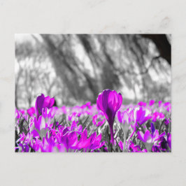Postal Monocromo de la flor morada blanca negra