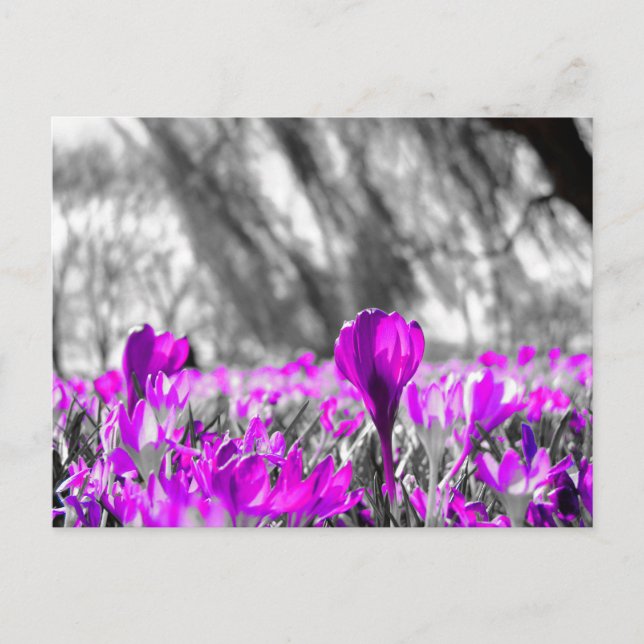 Postal Monocromo de la flor morada blanca negra (Anverso)