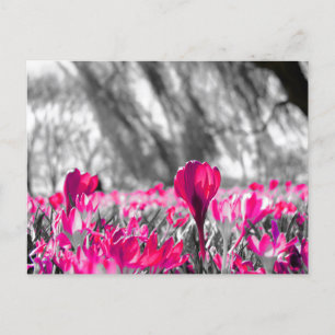 Postal Monocromo de la flor rosa blanca negra