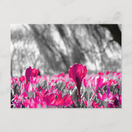 Postal Monocromo de la flor rosa blanca negra