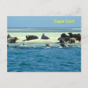 Postal Monomoy de focas grises, bacalao de Cabo