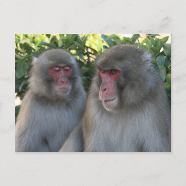 Postal monos (Anverso)
