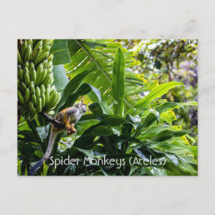 Postal Monos araña (Ateles)