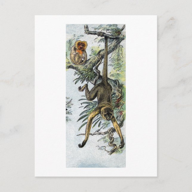 Postal Monos - araña y tamarina (Anverso)
