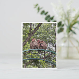 Postal Monos con un bebé pequeño