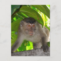 Monos: Macaque en Kalimantan Indonesia