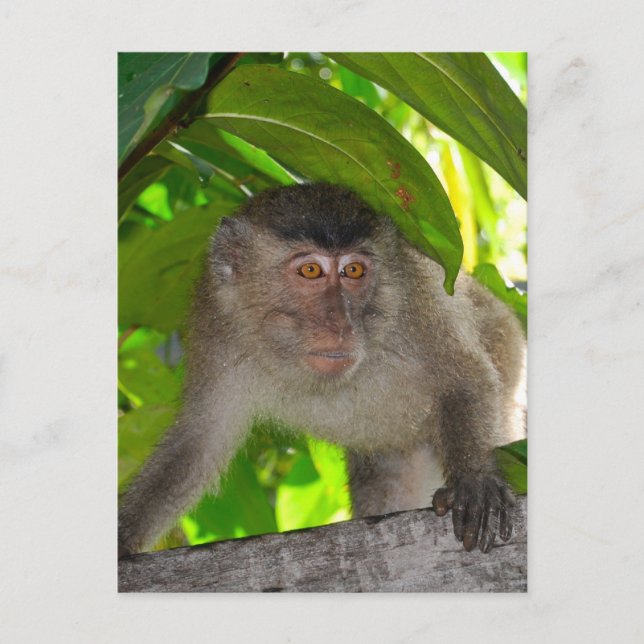 Postal Monos: Macaque en Kalimantan Indonesia (Anverso)