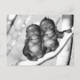 Postal Monos pequeños