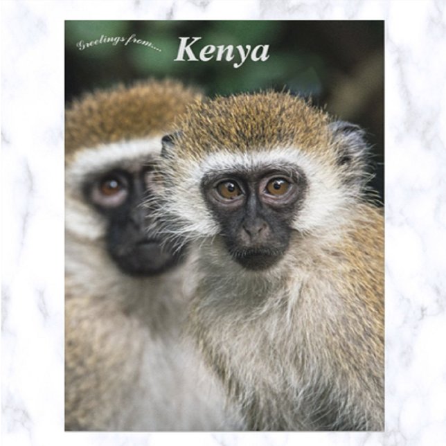 Postal Monos vervet en Nairobi Kenia (Subido por el creador)