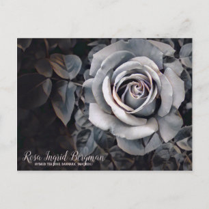 Postal Monotone Rosa [postal]