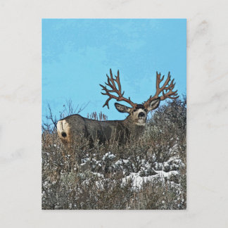 Postal Monster mule deer buck