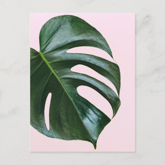 Postal Monstera Tropical Leaf (Anverso)