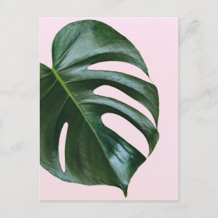Postal Monstera Tropical Leaf