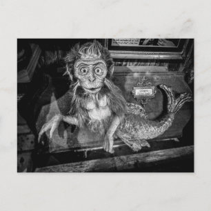 Postal Monstruosidad de taxidermia de sirena mono 