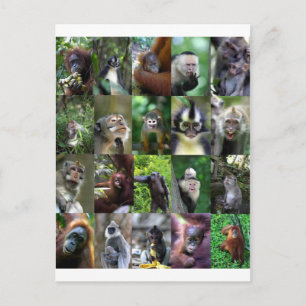 Postal Montaje de primates monos