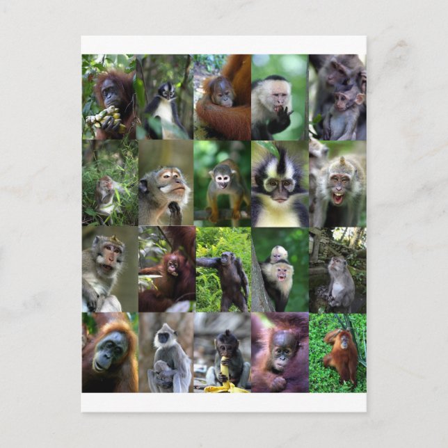 Postal Montaje de primates monos (Anverso)