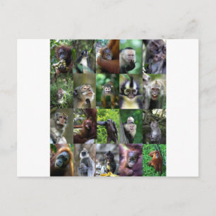 Postal Montaje de primates monos