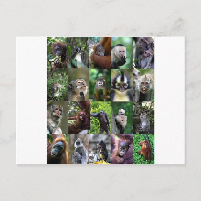 Postal Montaje de primates monos (Anverso)