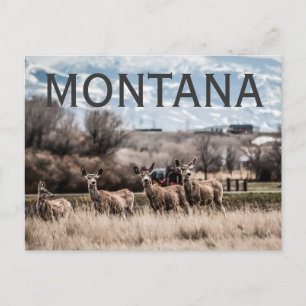 POSTAL MONTANA