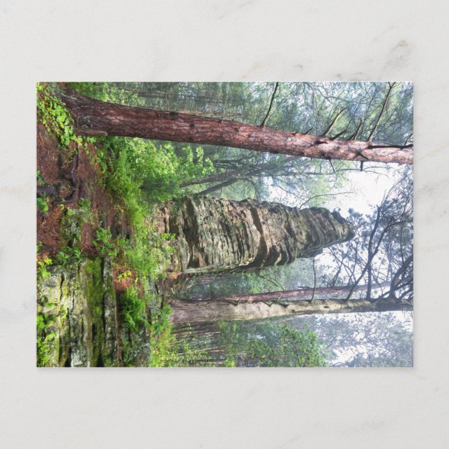 Postal Montaña castellada en bosque estatal (Anverso)