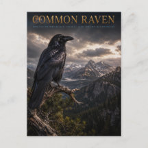 Montaña Common Raven Wilderness ANIMALES