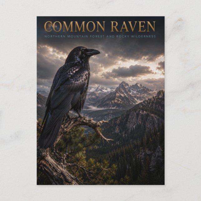 Postal Montaña Common Raven Wilderness ANIMALES (Anverso)