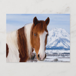 Postal Montaña de caballos de Pinto Moran en invierno