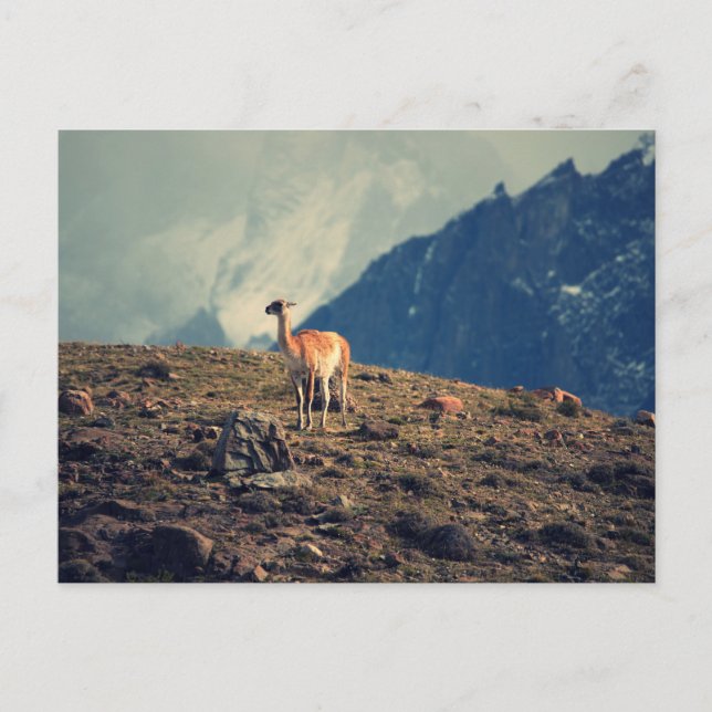 Postal Montaña de Guanaco (Anverso)