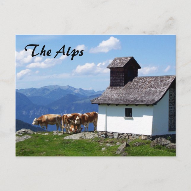 Postal Montaña de los Alpes con vacas alpinas (Anverso)