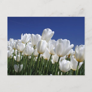 Postal Montaña de tulipanes blancos contra un cielo azul
