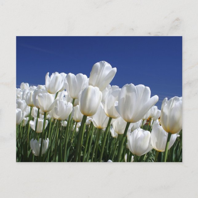 Postal Montaña de tulipanes blancos contra un cielo azul (Anverso)