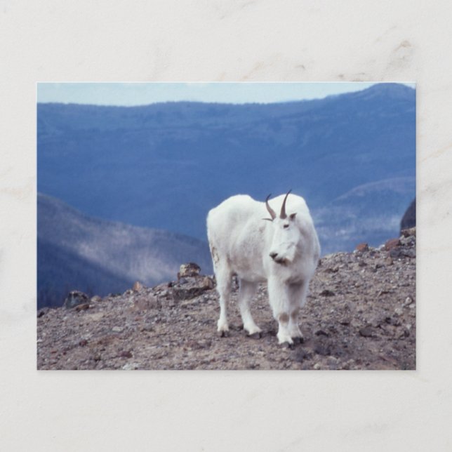 Postal Montaña Goat Wildlife Series # 11 Postcard (Anverso)