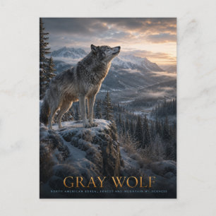 Postal Montaña Gray Wolf Wilderness ANIMALES