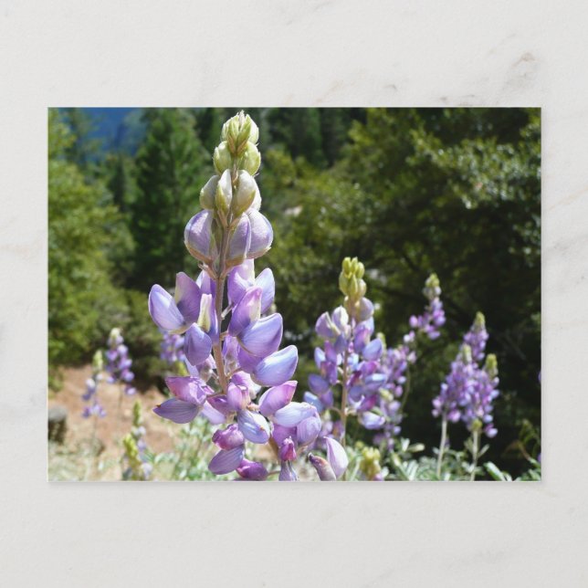 Postal Montaña Lupins en Yosemite (Anverso)