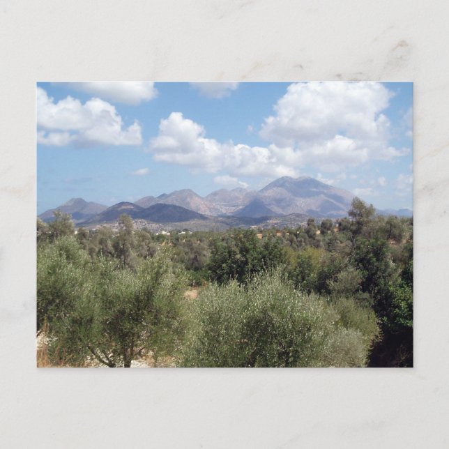 Postal Montaña Olive Grove Scenic (Anverso)