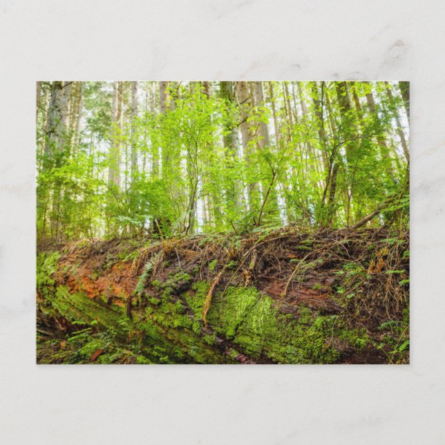 Postal Montaña Tiger | Issaquah, Estado de Washington (Anverso)