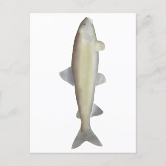 Postal Montaña Whitefish