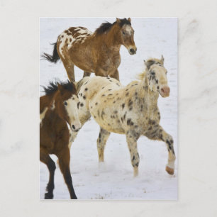 Postal Montañas Big Horn, caballos corriendo en la nieve
